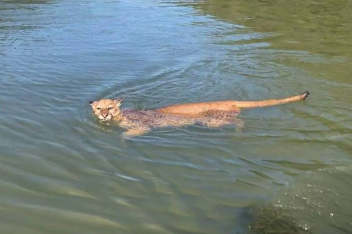 video:-onca-e-flagrada-atravessando-rio-a-nado-em-sc