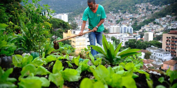 nova-lei-pretende-estimular-a-producao-de-alimentos-nas-cidades