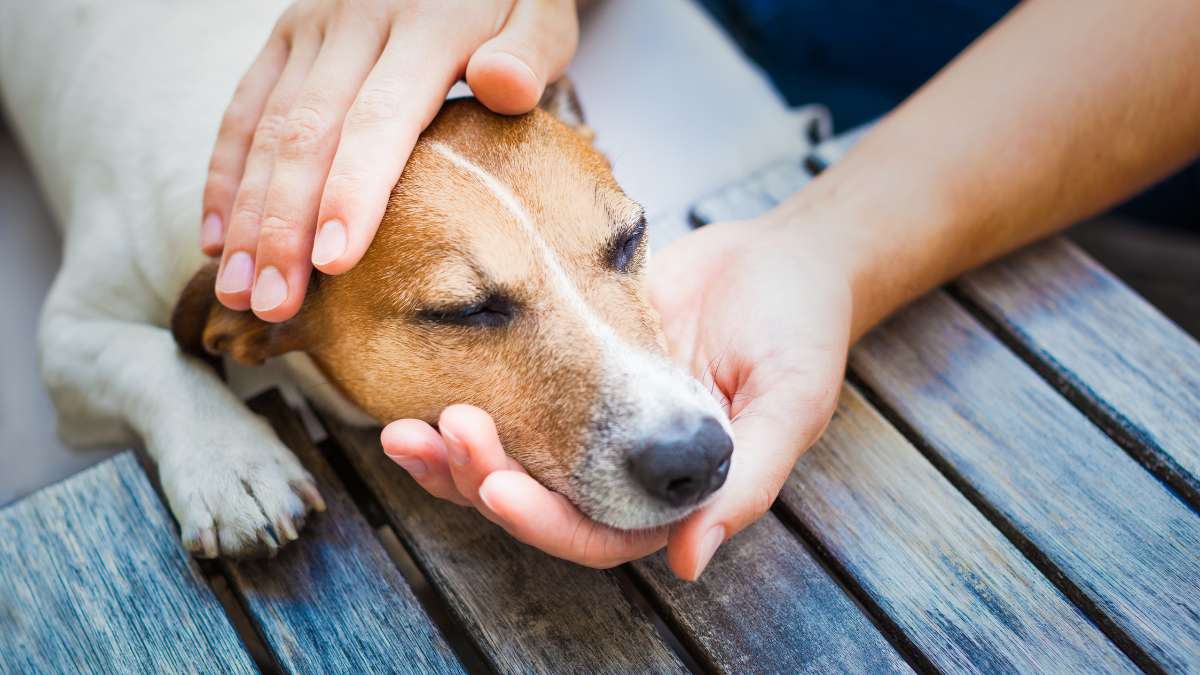 Como saber se o cachorro está melhorando da cinomose