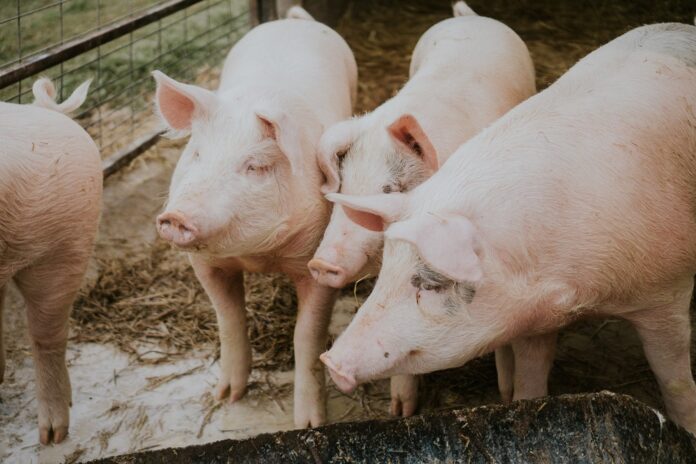 pesquisadores-da-china-usam-figado-de-porco-geneticamente-modificado-em-transplante-humano pesquisadores-da-china-usam-figado-de-porco-geneticamente-modificado-em-transplante-humano