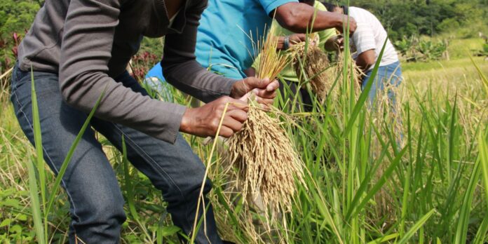 arroz-produzido-por-quilombolas-abastece-cozinha-solidaria-em-sergipe arroz-produzido-por-quilombolas-abastece-cozinha-solidaria-em-sergipe