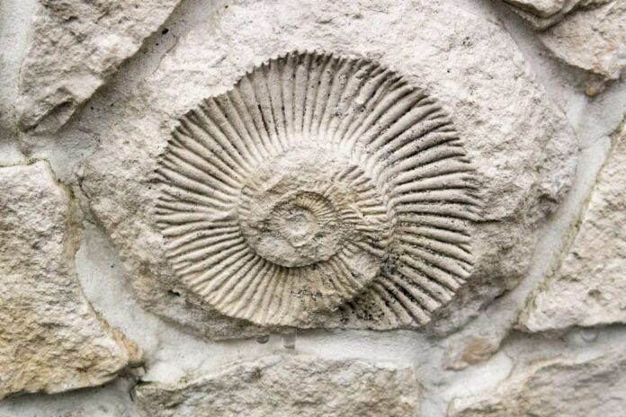 crianca-encontra-fosseis-de-140-milhoes-de-anos-no-jardim crianca-encontra-fosseis-de-140-milhoes-de-anos-no-jardim