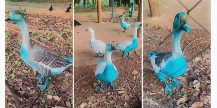 jundiai-apura-vazamento-de-corante-que-tingiu-aves-em-parque jundiai-apura-vazamento-de-corante-que-tingiu-aves-em-parque