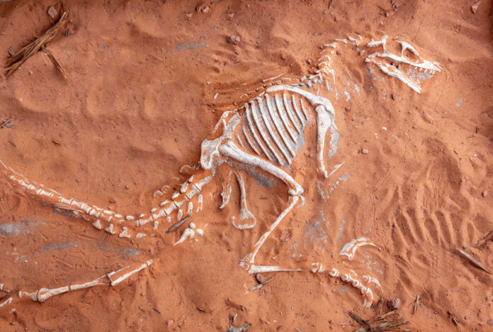 como-fosseis-de-dinossauros-podem-ajudar-no-combate-ao-cancer como-fosseis-de-dinossauros-podem-ajudar-no-combate-ao-cancer
