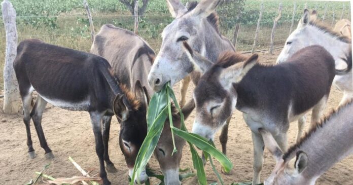 bahia-lidera-abate-de-jumentos-e-especie-caminha-para-extincao-no-brasil-com-94%-da-populacao-abatida bahia-lidera-abate-de-jumentos-e-especie-caminha-para-extincao-no-brasil-com-94%-da-populacao-abatida