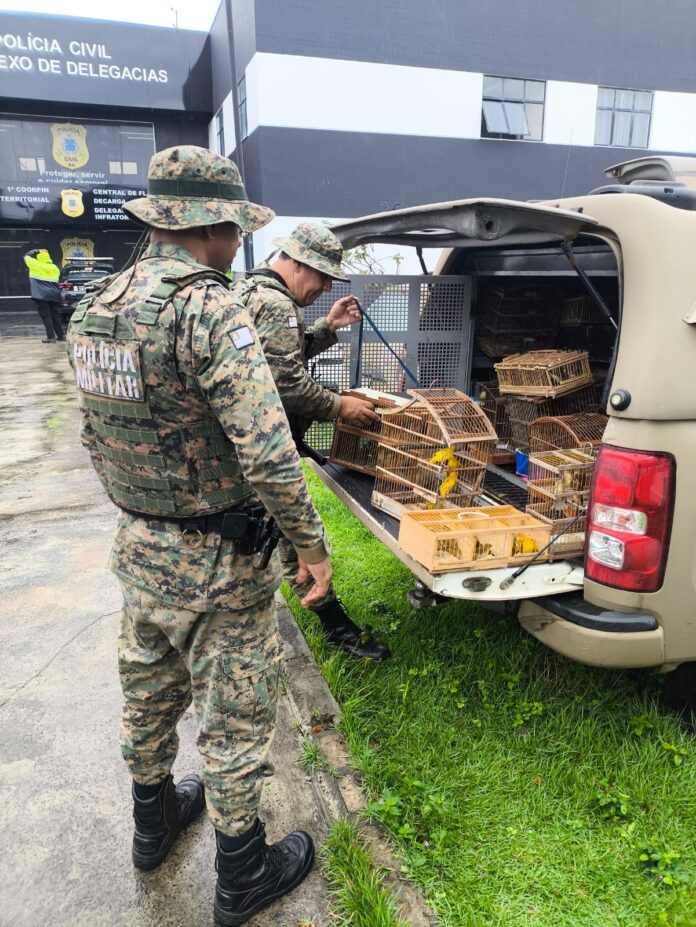 policia-resgata-150-aves-silvestres-mantidas-em-cativeiro-ilegal-em-feira-de-santana policia-resgata-150-aves-silvestres-mantidas-em-cativeiro-ilegal-em-feira-de-santana
