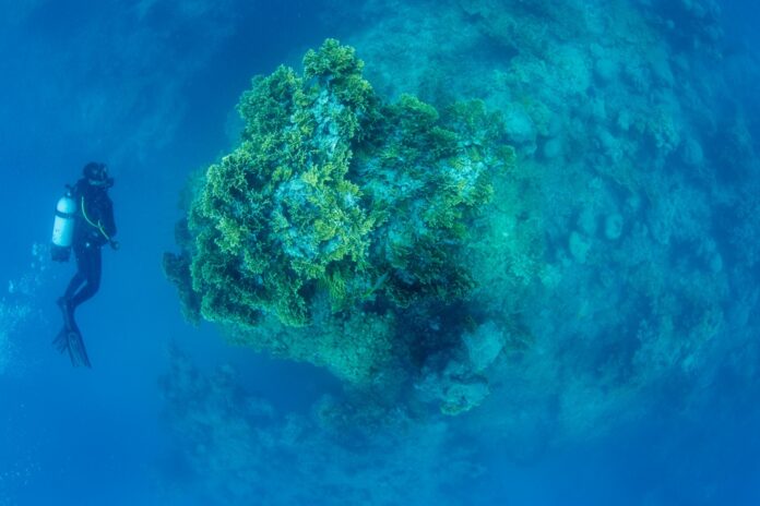 estudo-identifica-zonas-ameacadas-e-sem-protecao-em-abrolhos;-regulacao-pode-colocar-brasil-no-topo-da-meta-30×30 estudo-identifica-zonas-ameacadas-e-sem-protecao-em-abrolhos;-regulacao-pode-colocar-brasil-no-topo-da-meta-30×30