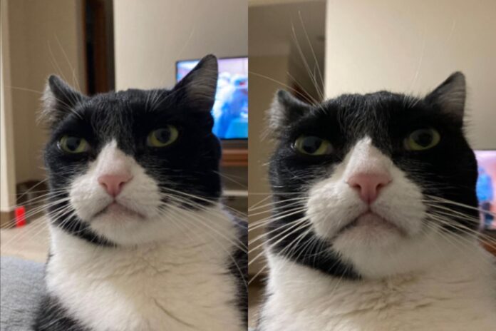 conheca-tuco,-gato-“inimigo-da-felicidade”-famoso-pelo-olhar-debochado conheca-tuco,-gato-“inimigo-da-felicidade”-famoso-pelo-olhar-debochado